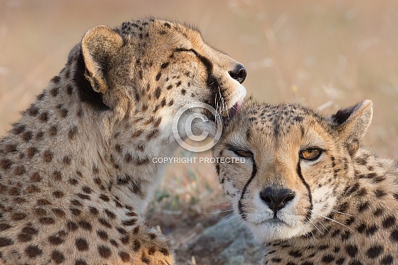 Cheetah