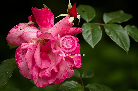 Rose blossom