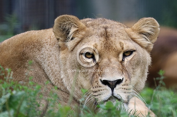 Lioness