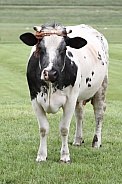 Dutch Cow and Cows