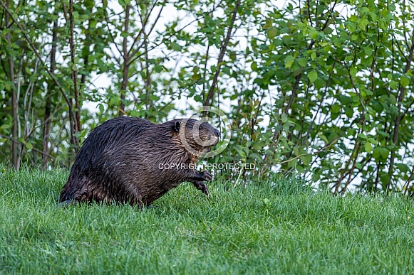 Beaver in nature