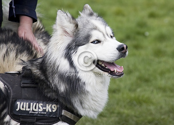 Husky