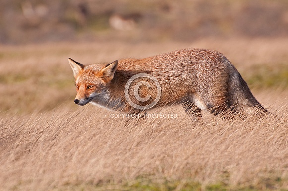 Red Fox Red Fox
