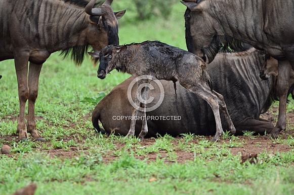 Blue wildebeest