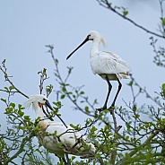 The Eurasian spoonbill