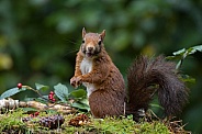 Red Squirrel