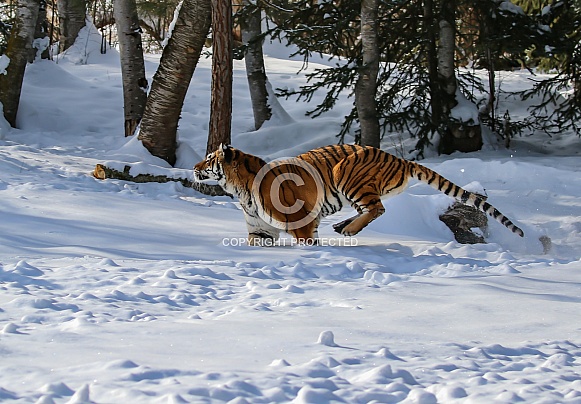 Siberian tiger (Please note not detailed)