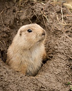 Prairie Dog