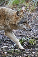 Grey Wolf