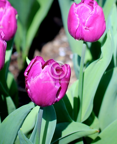 Beautiful Tulips Beautiful Tulips