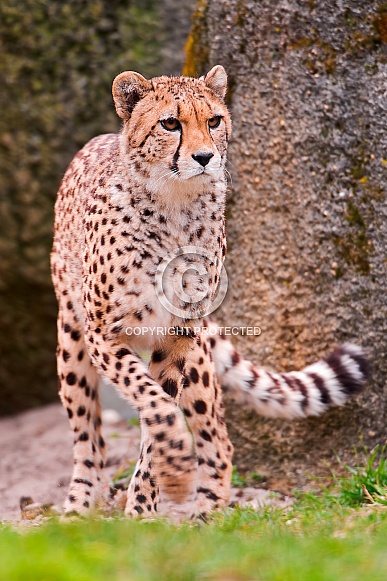 Cheetah