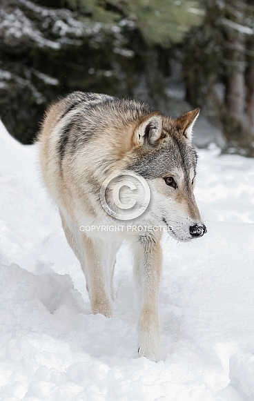 Wolf
