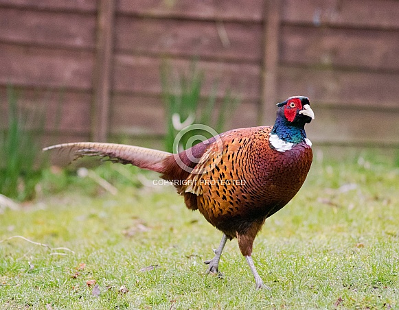 Pheasant