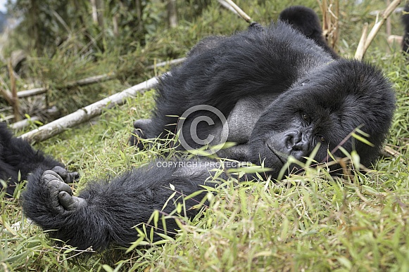Mountain Gorilla Mountain Gorilla