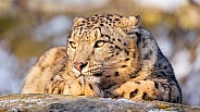 Pretty snow leopard