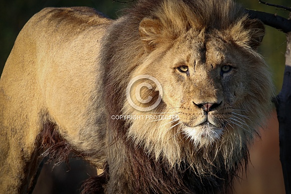 African lion