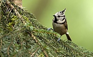 The crested tit or European crested tit