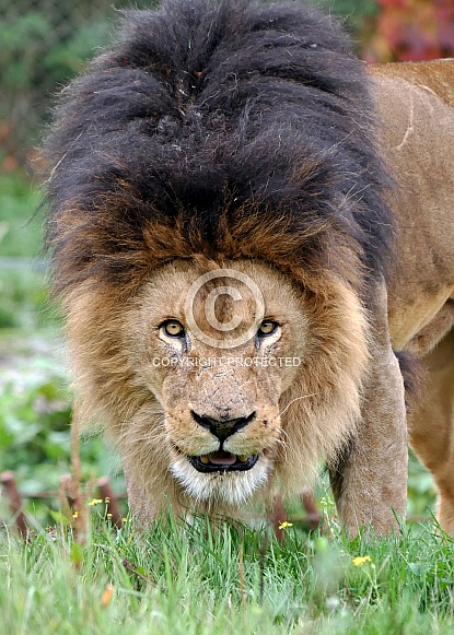 African Lion