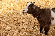 Pygmy Goat Side Profile