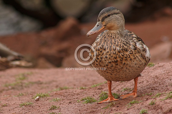 Female Mallard Duck