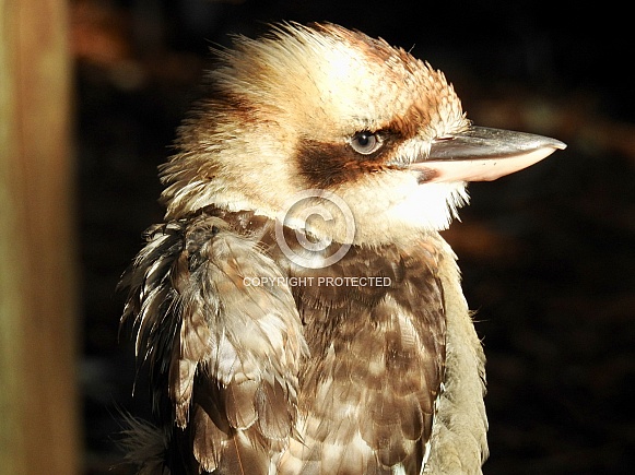 Kookaburra Kookaburra