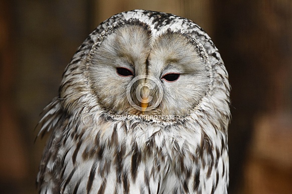 Ural owl