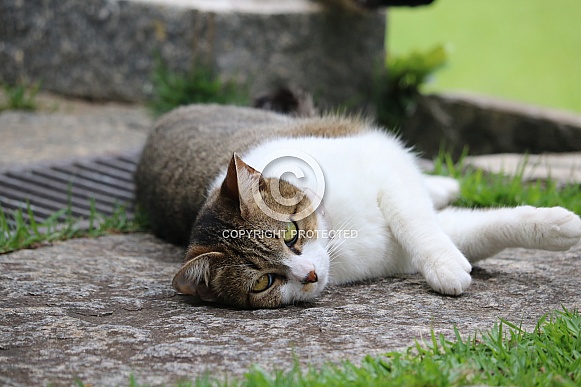 Domestic Cat Domestic Cat