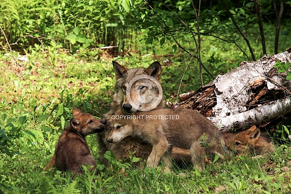 Wolf and Wolf Pups Wolf and Wolf Pups