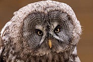 Great Grey Owl Close Up