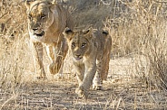 Lioness and cub (wild)