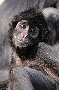 Colombian Black Spider Monkey (Ateles Fusciceps)