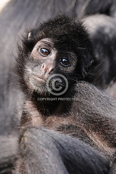 Colombian Black Spider Monkey (Ateles Fusciceps) Colombian Black Spider Monkey (Ateles Fusciceps)