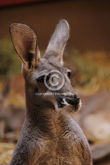 Kangaroo Kangaroo