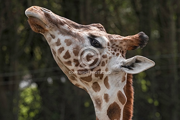 Giraffe Close Up Head Up