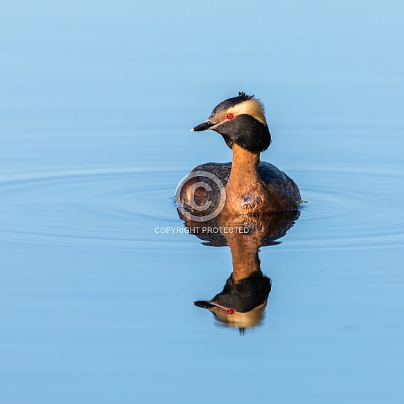 Horned Grebe in a calm lake