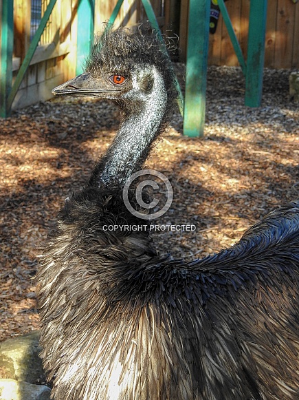 Emu