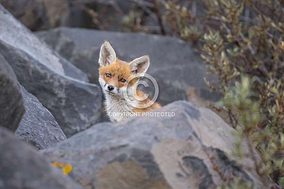 Young red fox cub in nature