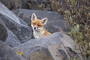 Young red fox cub in nature