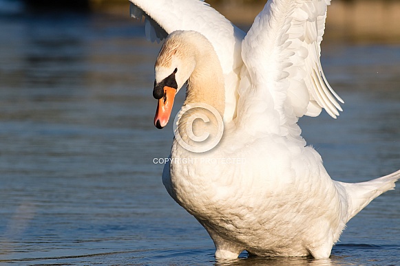 Swan Swan