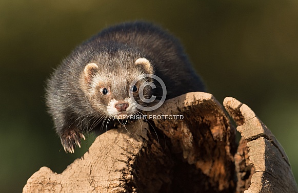 Polecat Polecat