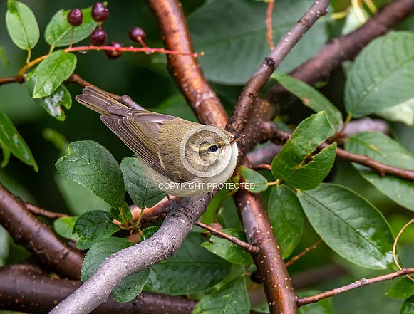 Greenish Warbler Greenish Warbler