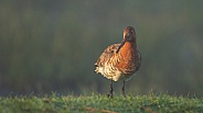 The black tailed Godwit in early morning sunlight