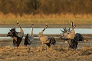 Common Cranes Displaying