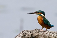 Kingfisher