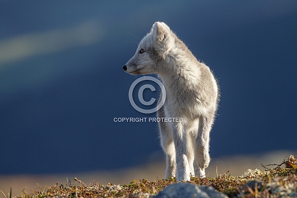 Arctic fox Arctic fox