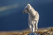 Arctic fox