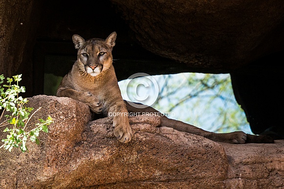 Mountain Lion