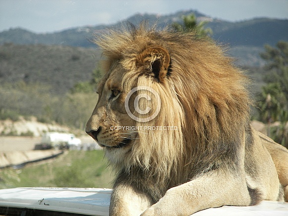 Lion