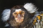 Portrait of a marmoset monkey