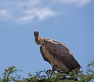 White-backed Vulture 1